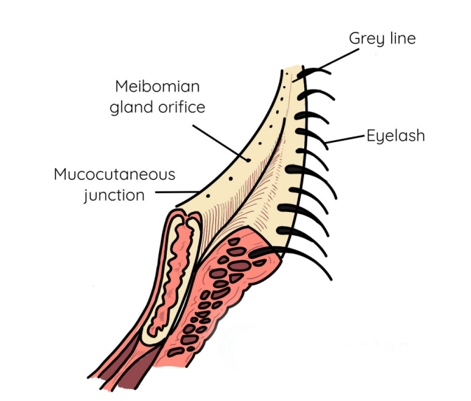 Composition des paupières - anatomie